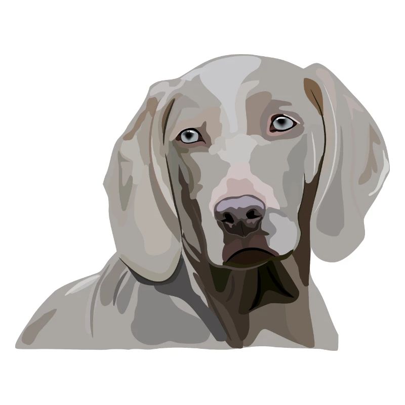 Weimaraner