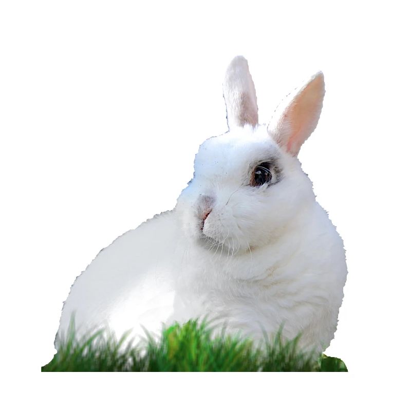 Rabbit Rabbit Easter Easter Animal Fauna