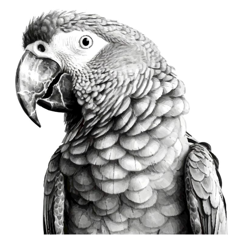 Parrot in pencil