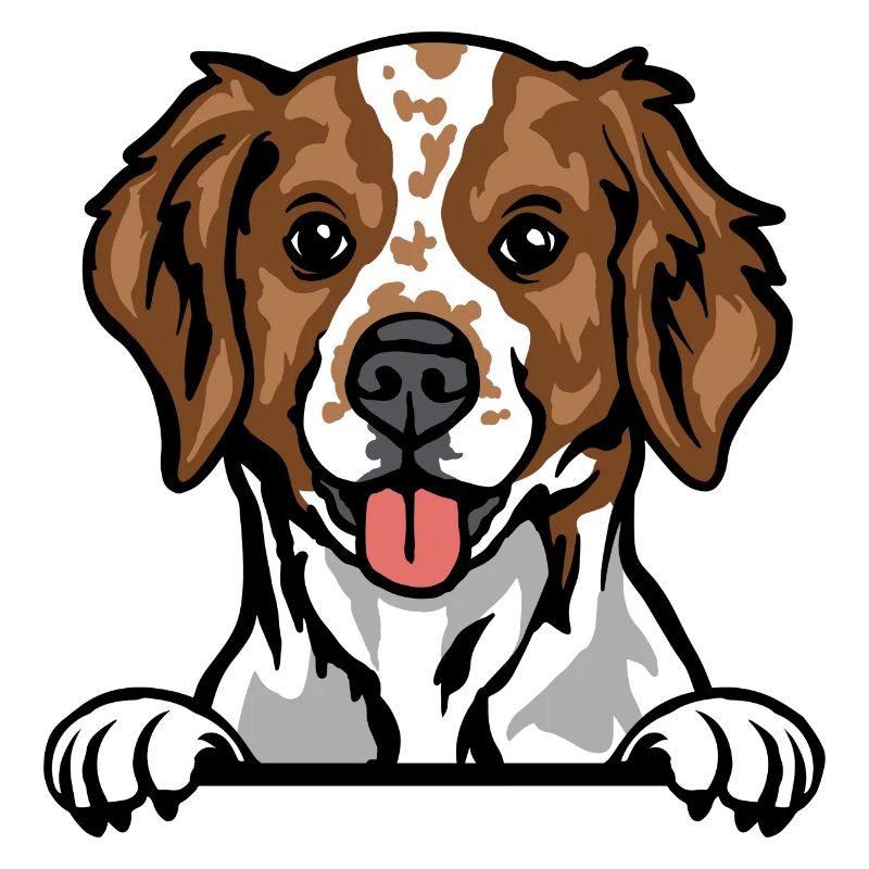 Brittany Spaniel