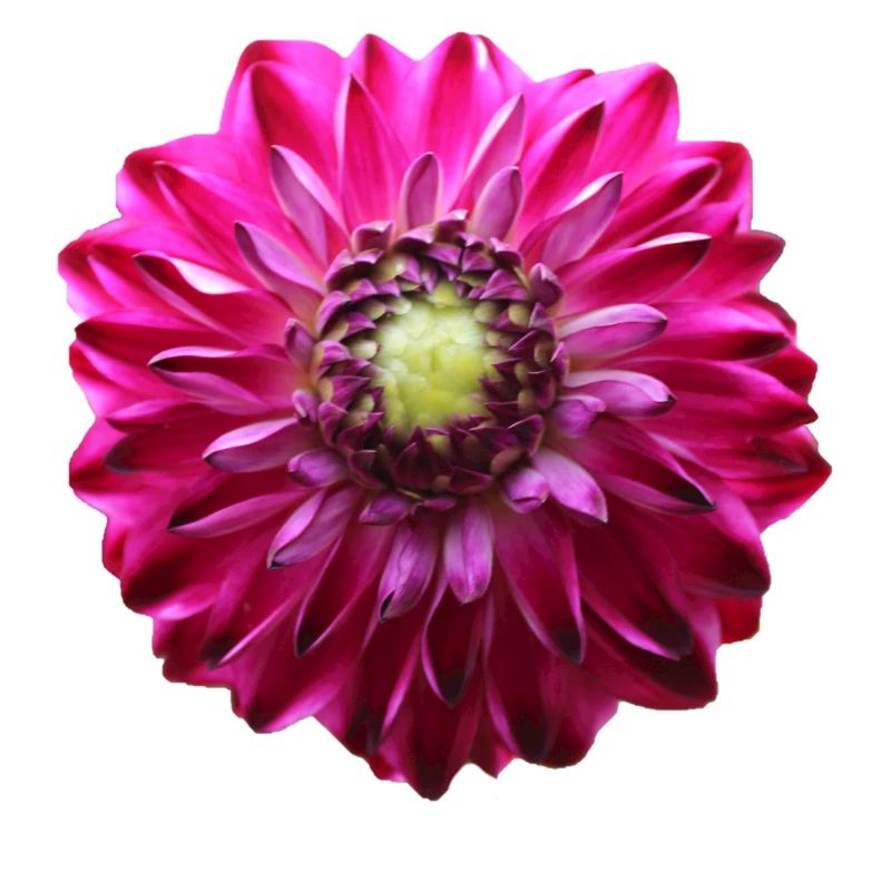 Fleur Rose Rose Fleur Fleurs Rose Rose Fleurs