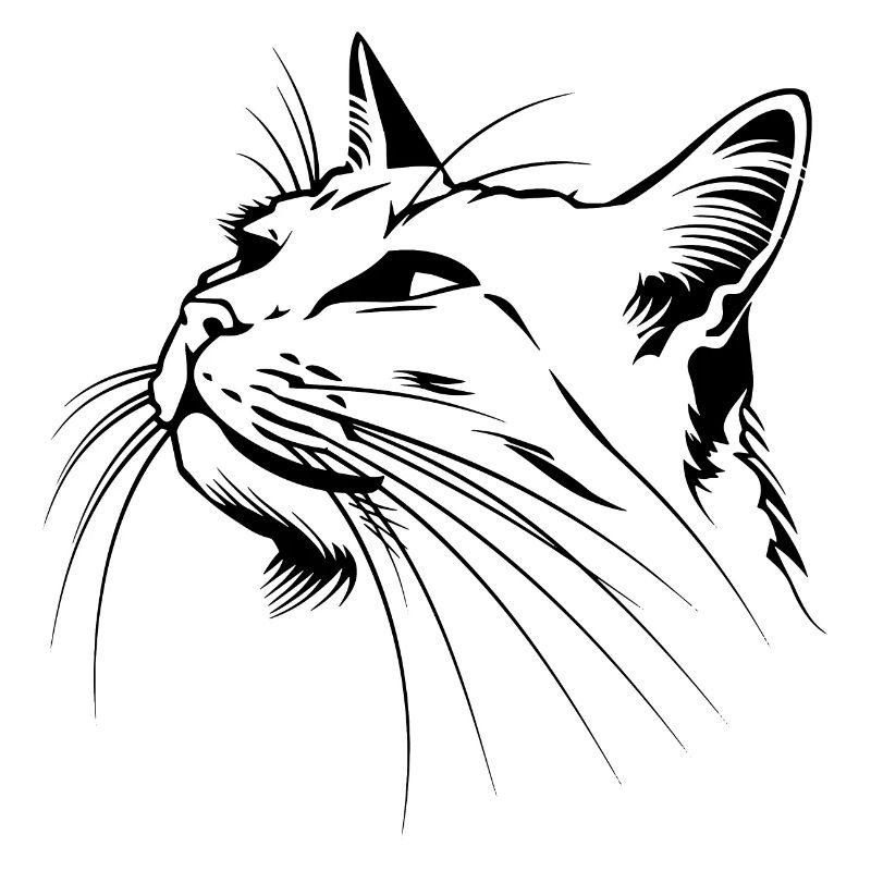 Chat, Motif De Chat, Visage De Chat