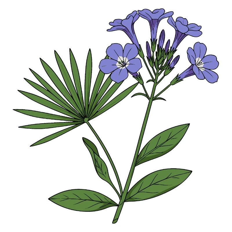 Babiana stricta