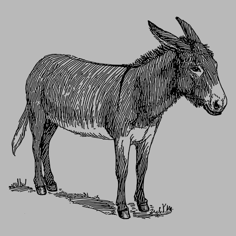 baudet