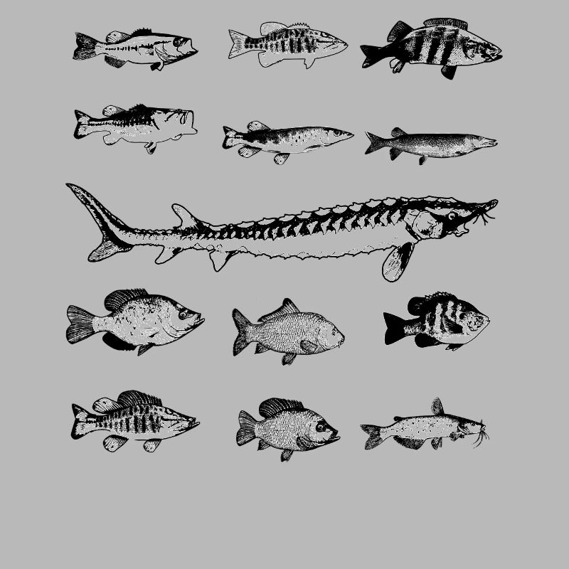 13 Types de poissons d'eau douce Conception de cadeaux Pêche