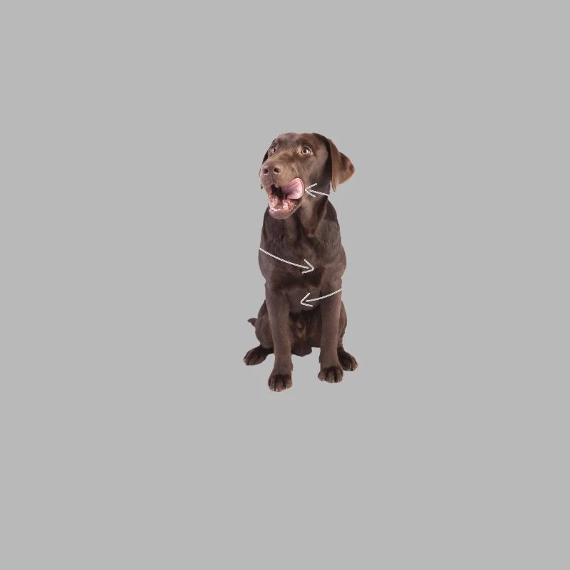 Anatomie eines Labradors Erklärungsbild