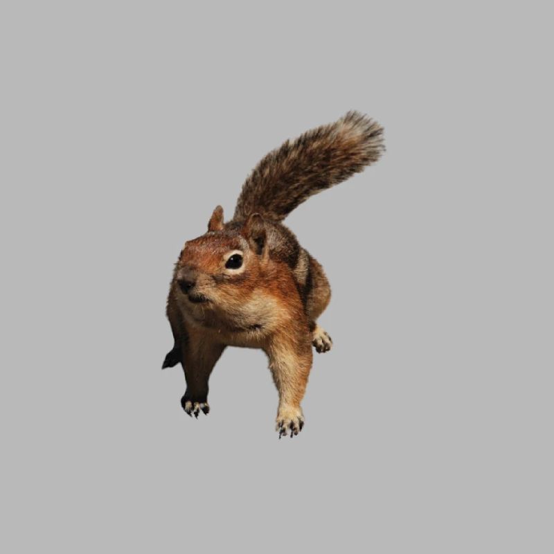 a cute squirrel