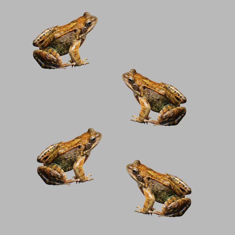 toad