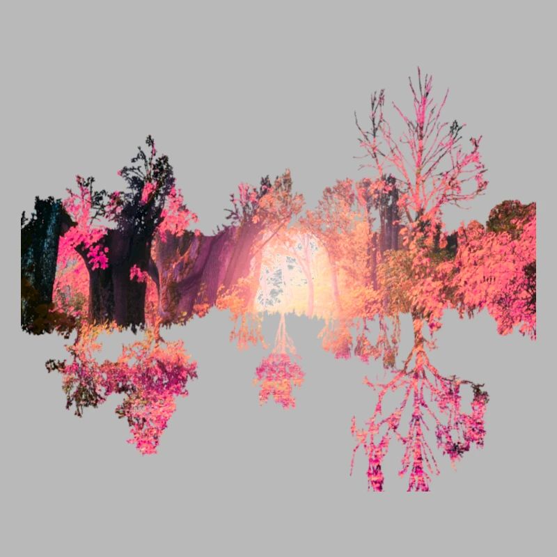 Forest landscape