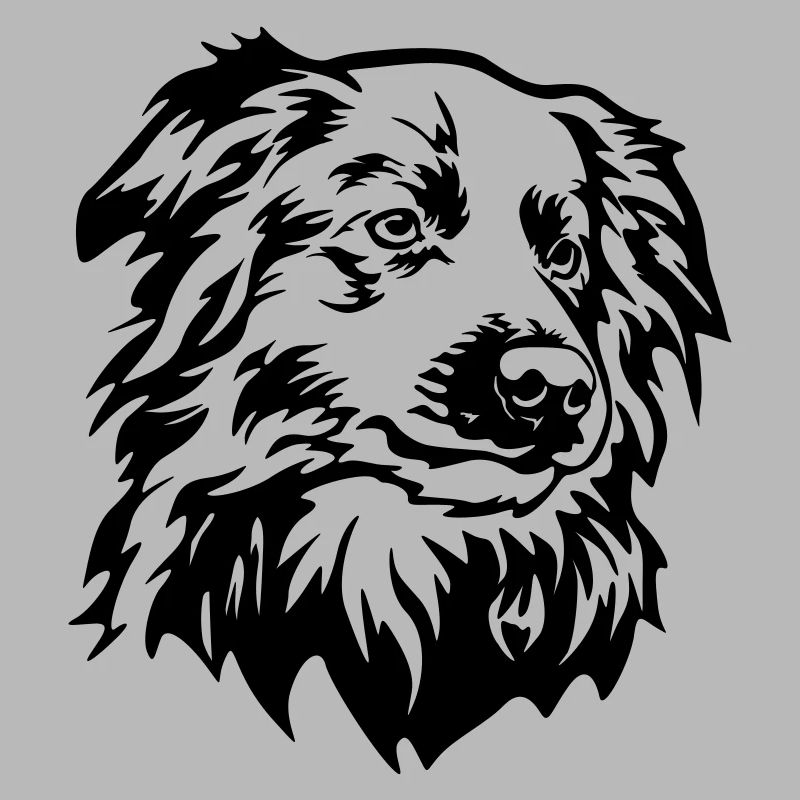 Border Collie Head