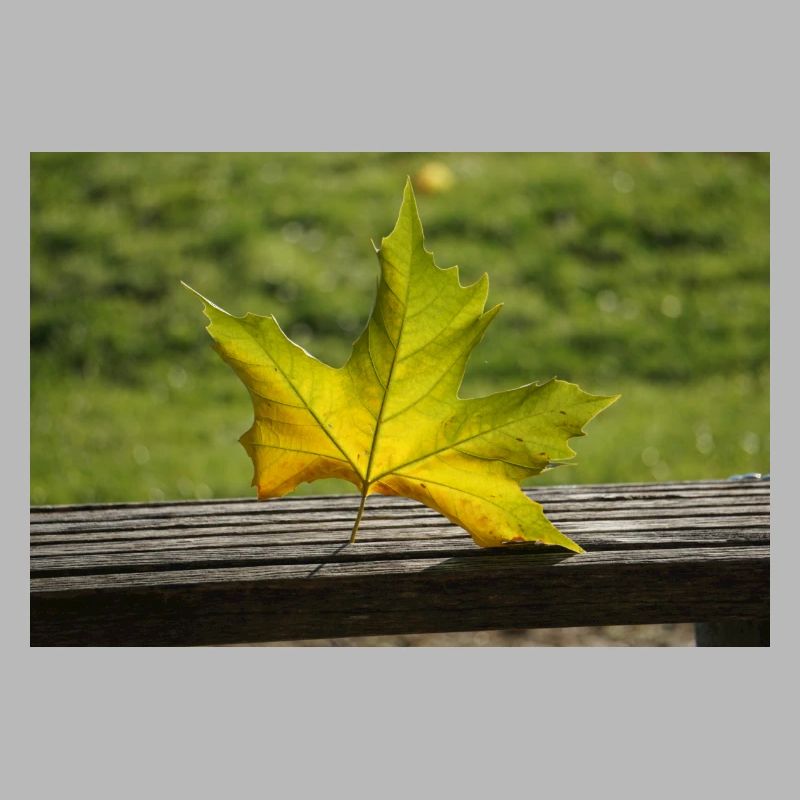 Lonely maple leaf