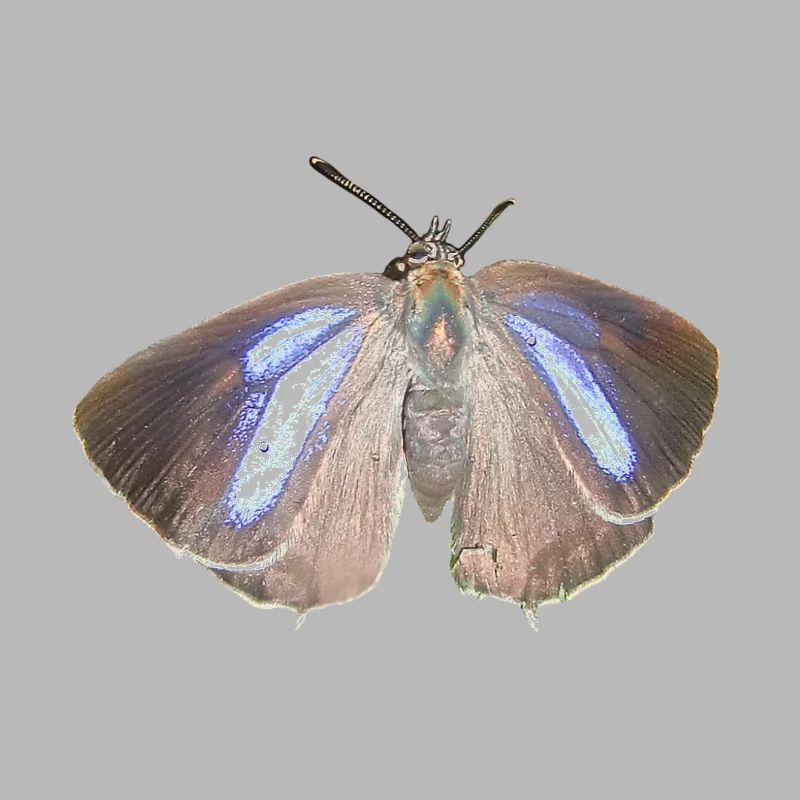 Blauer Eichen-Zipfelfalter