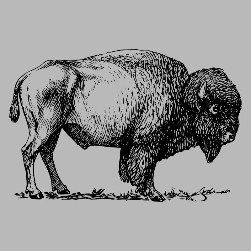 bison