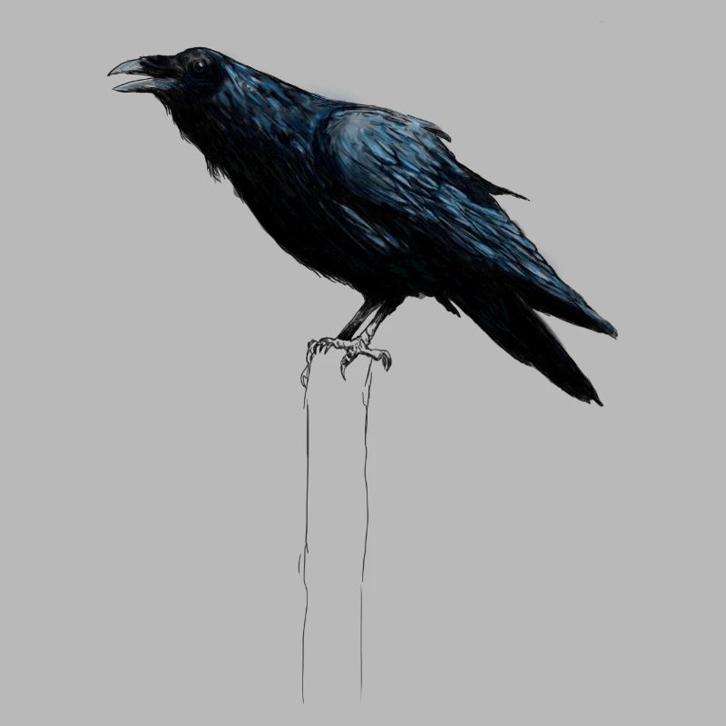 raven