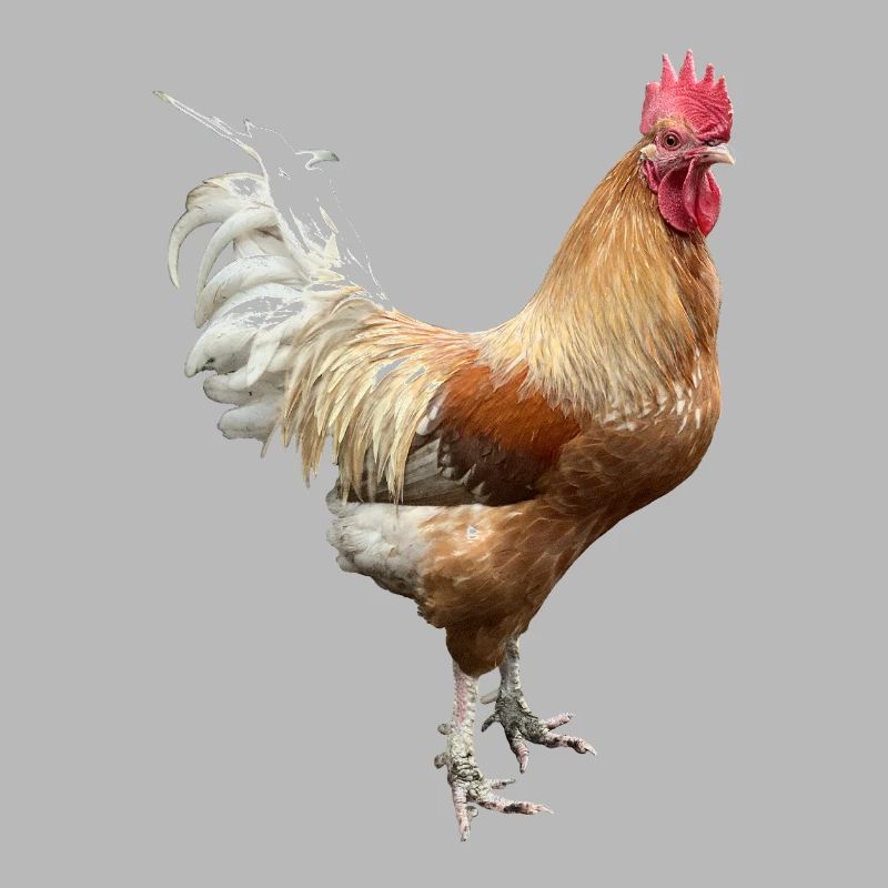Rooster
