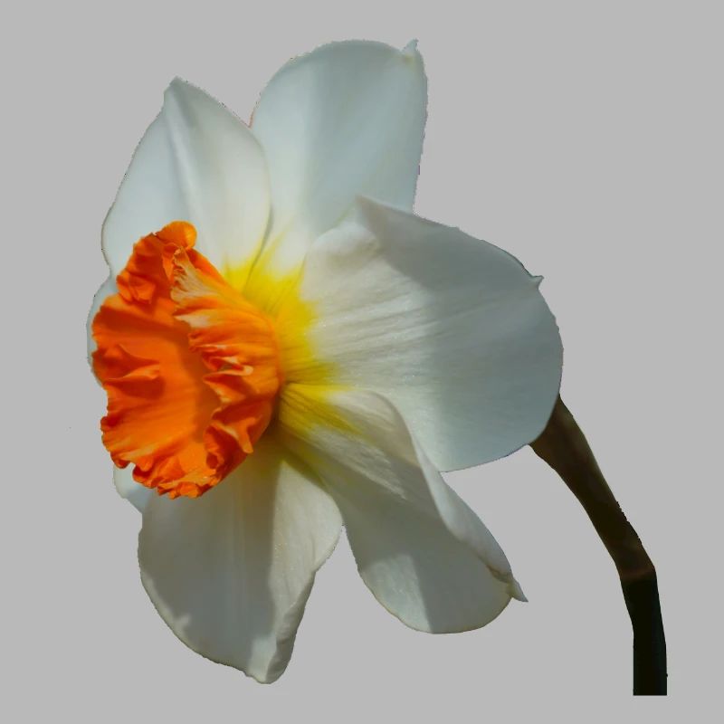 The daffodil is a spring flower