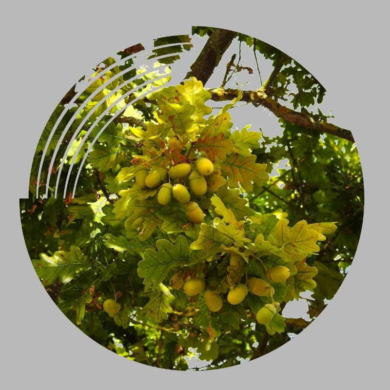 In autumn, acorns fall from the trees
