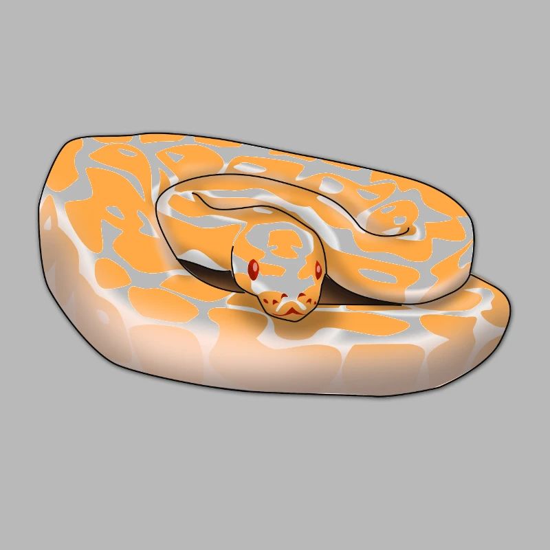 Lavender Albino Ball Python (Python regius) Schla