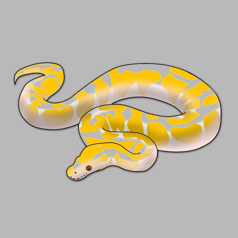 Albino Königspython Python regius ballpython motiv