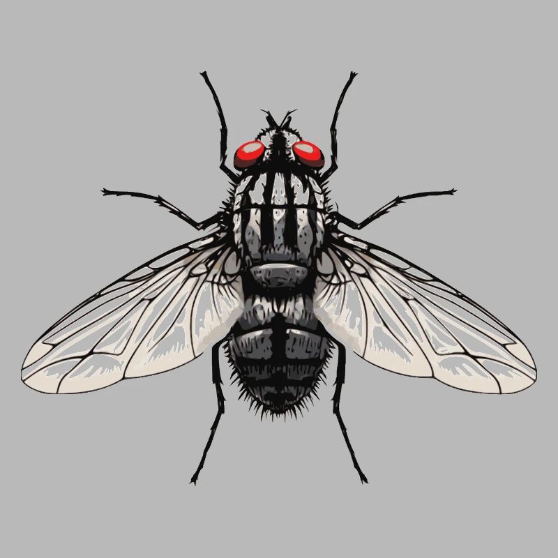 Fly