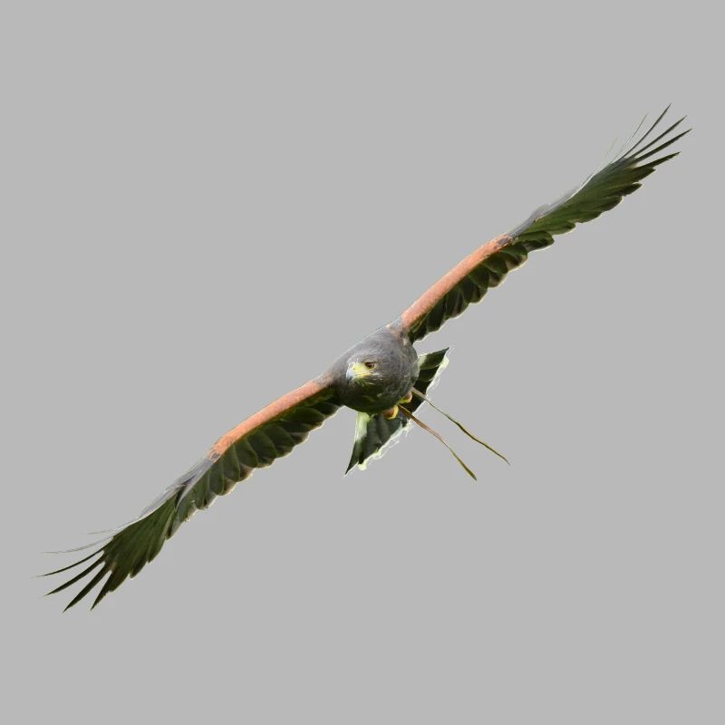 Harris Hawk - Desert Hawk approaching