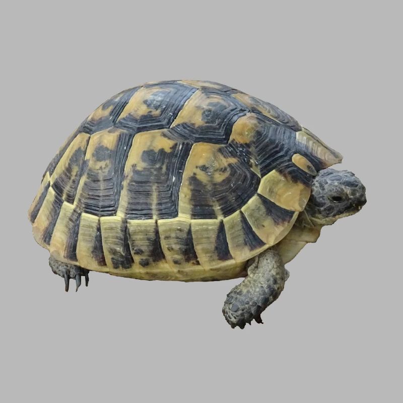 Schildkröte Kinder Junge Mädchen Geschenk