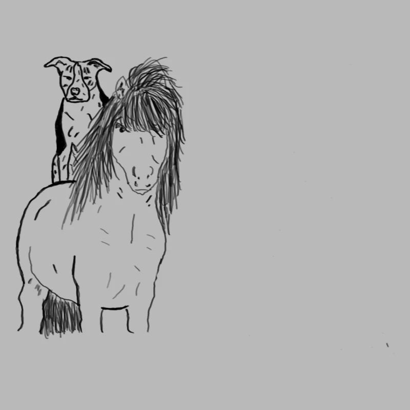 Cavallo e cane