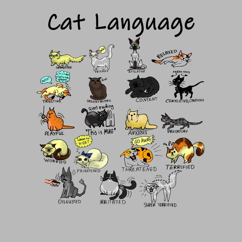 Cat Language