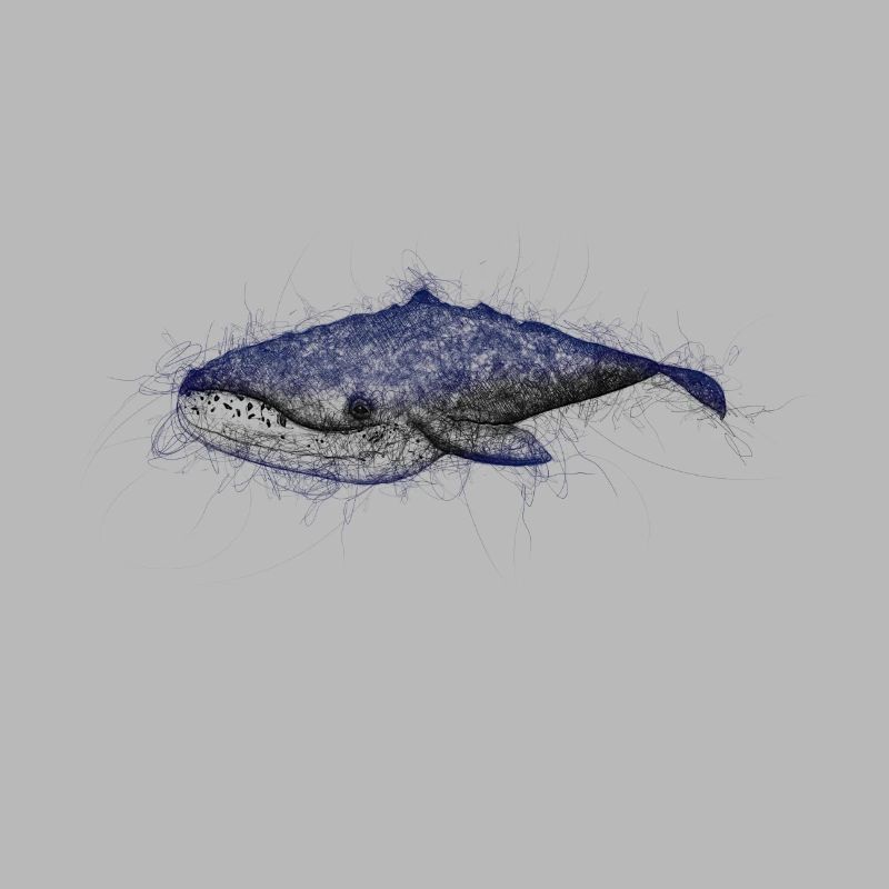 Drawing whale