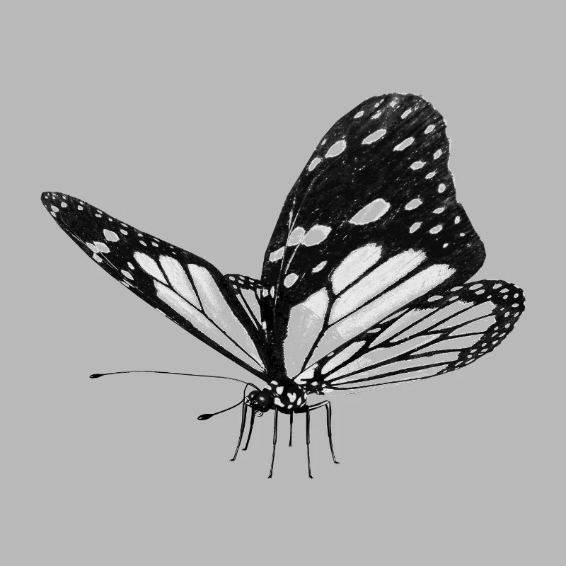 Papillon, Papillon