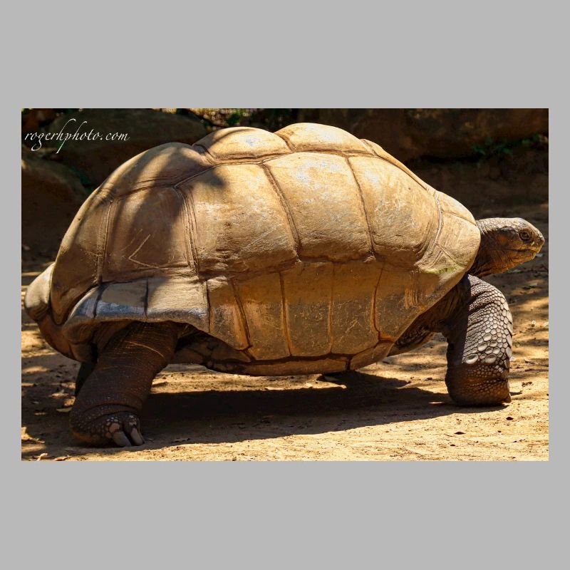 Galapagos Giant Turtle