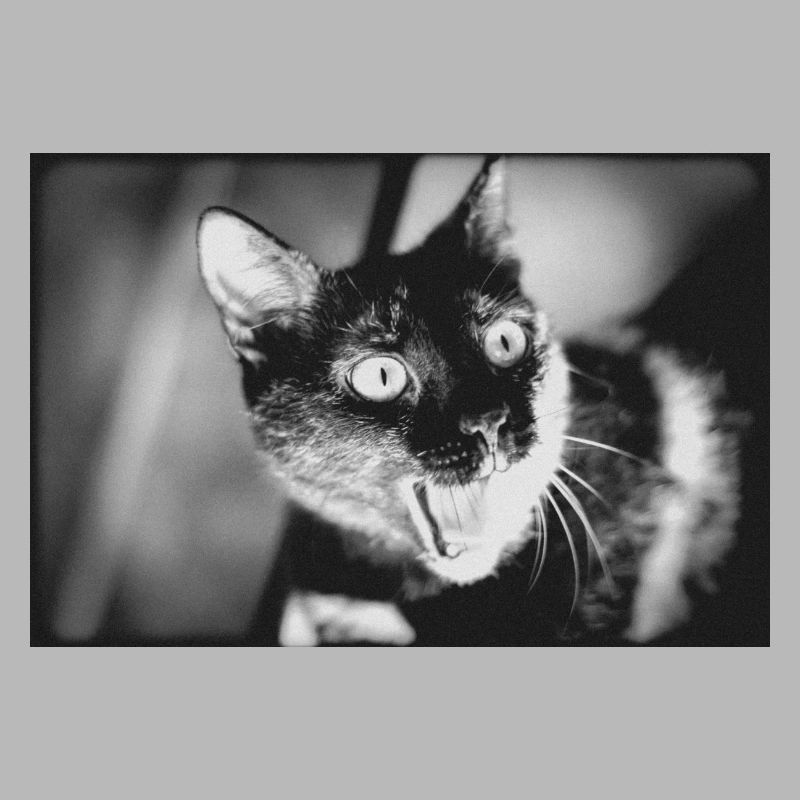mon drôle de chat