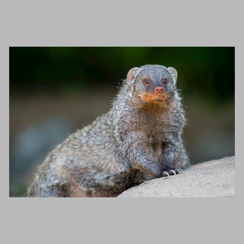 Banded Mongoose Zebra Mongoose Zebramanguste