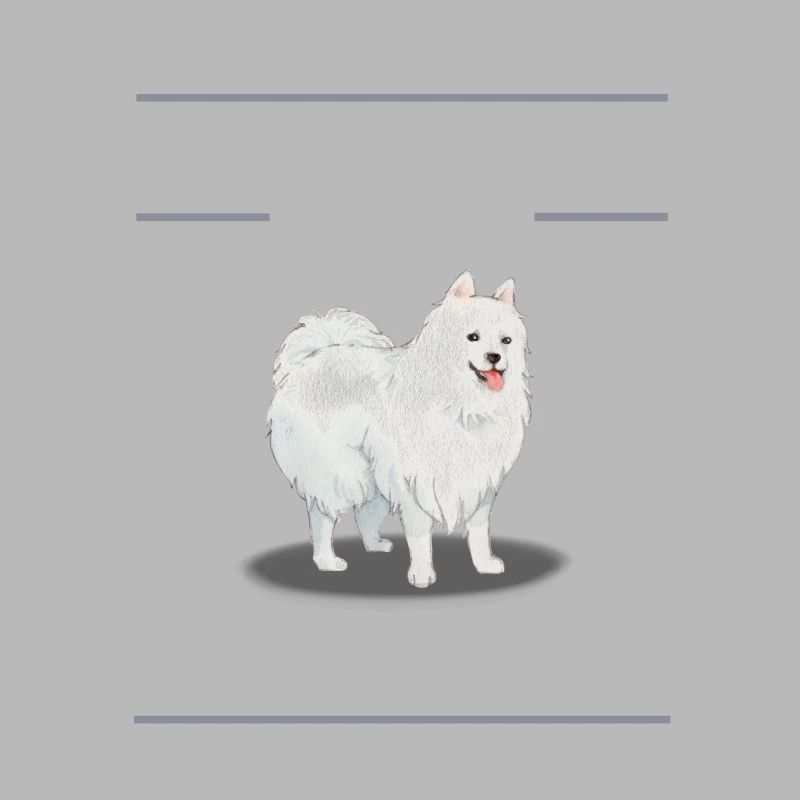 German Spitz