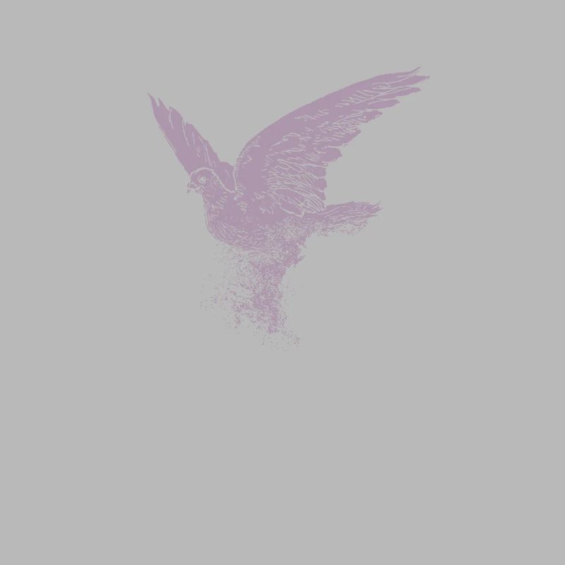 Rosa Taube Friedenstaube Dispersion
