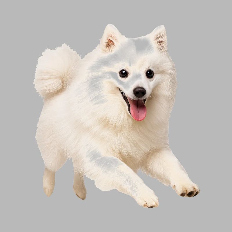 Spitz japonais