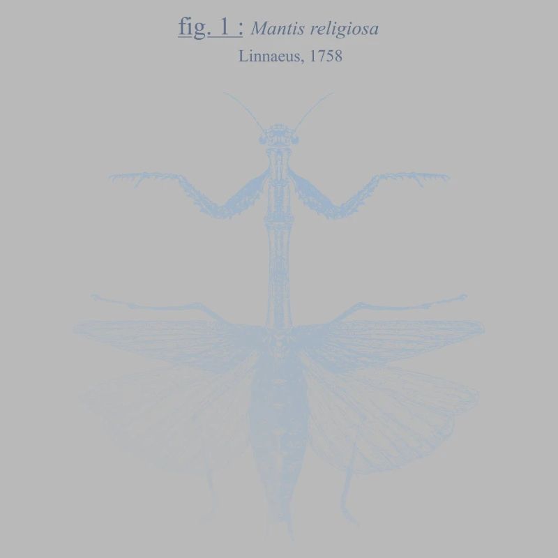 Mantis religiosa - blue