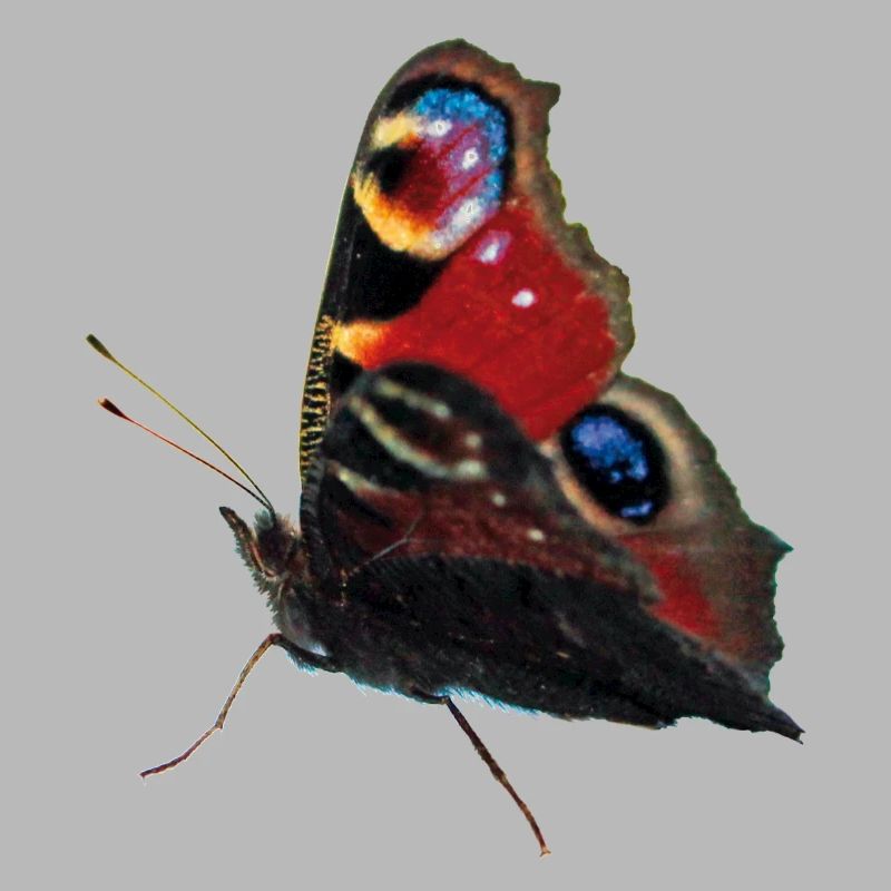 Oeil de paon papillon