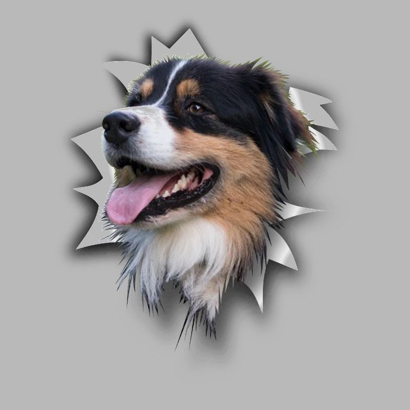 Australian Shepherd