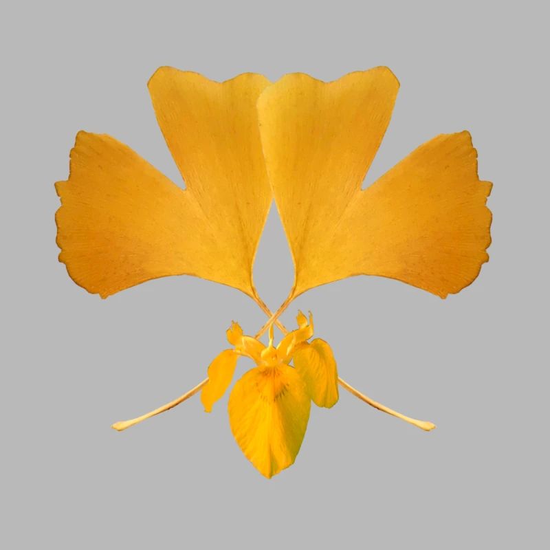 Ginkgo leaf