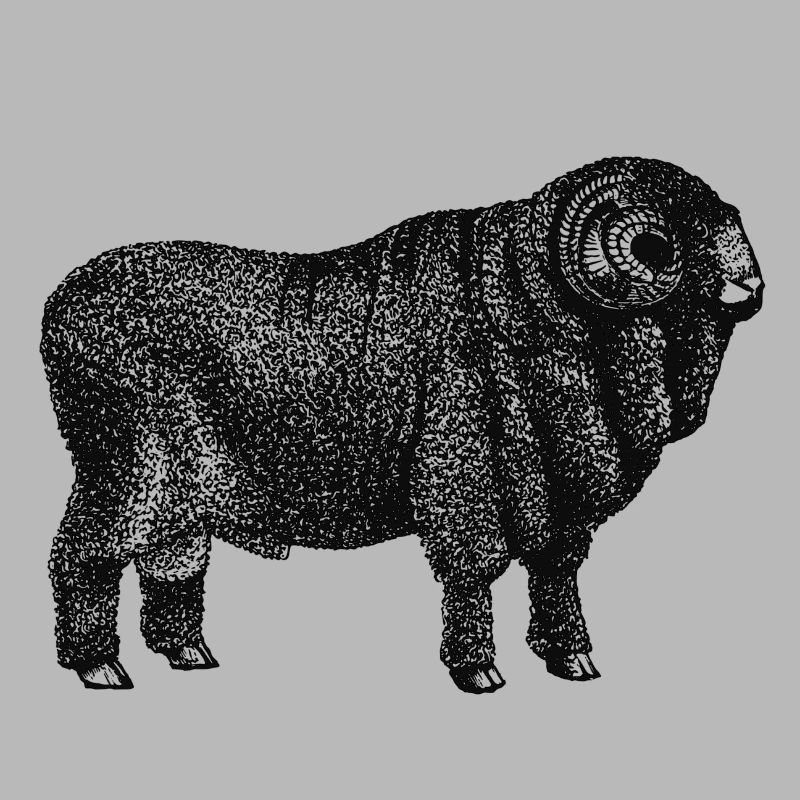 Dicker Schafbock