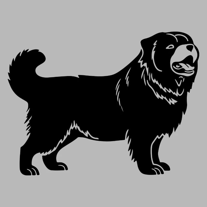 Chow Chow Dog