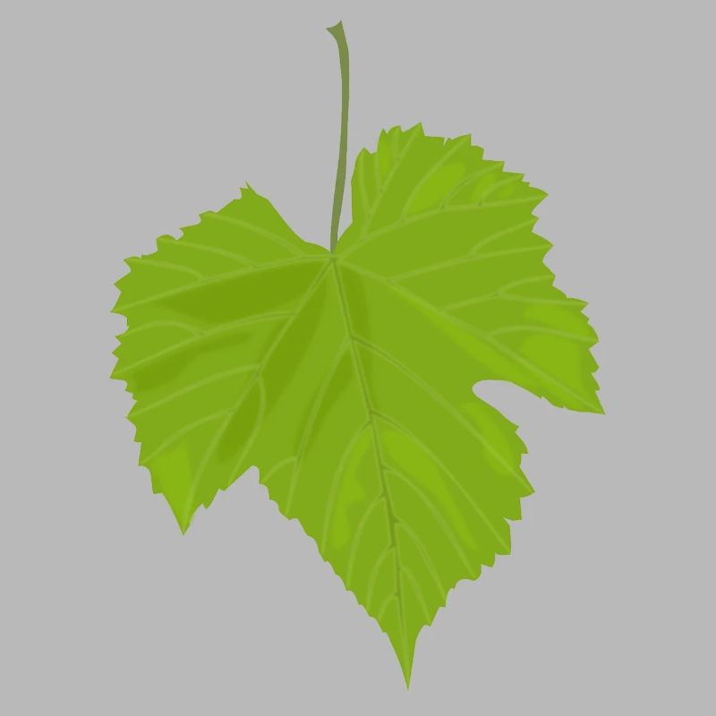 Maple leaf