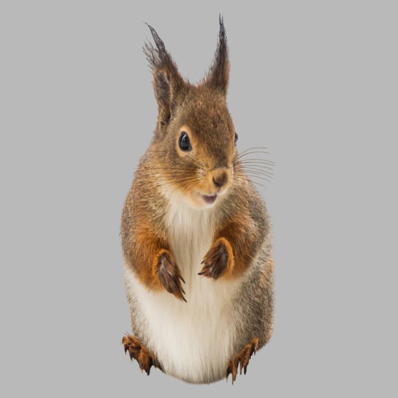 Eichhörnchen