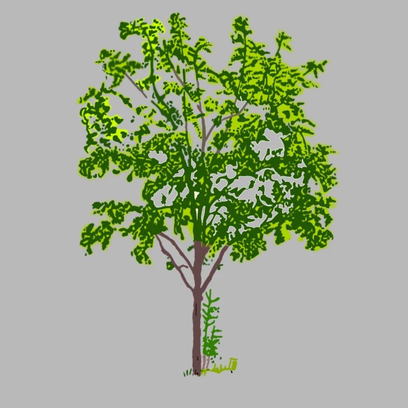 arbre