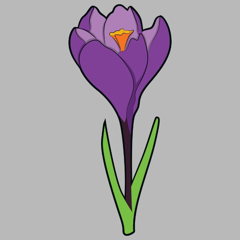 Crocus crocus