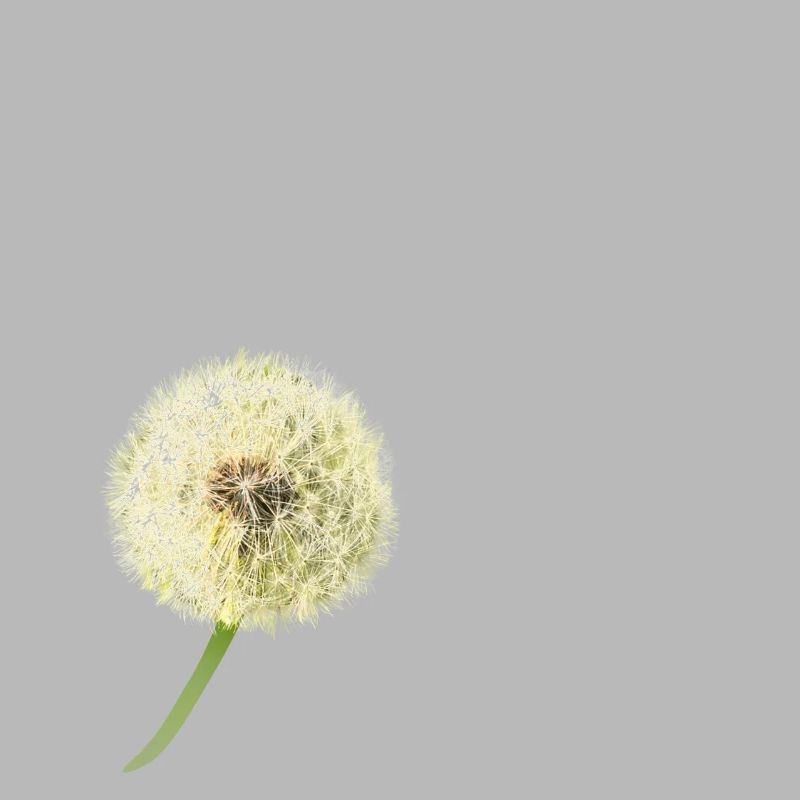 Dandelion wish you something