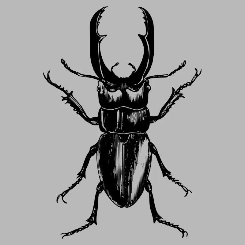 stag beetle