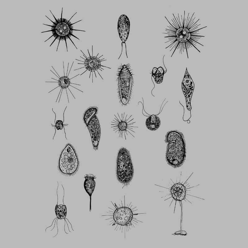 PLANKTON_01(Series: Under the Microscope)