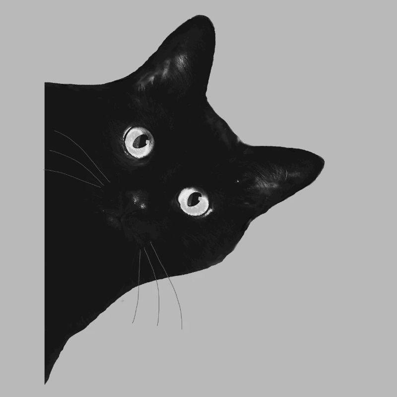 chat